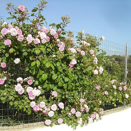 Appartamento Rosanna